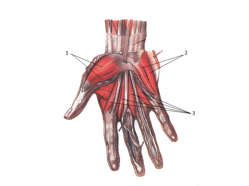 Поверхность запястья. Мышцы кисти руки человека анатомия. Сгибатели пальцев кисти анатомия. Мышцы пальцев кисти анатомия. Анатомия руки мышцы и сухожилия.