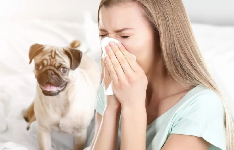 Симптомы аллергии на собак